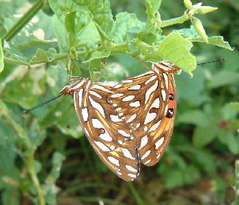 Gulf Fritillary