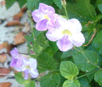 Bermuda Primrose
