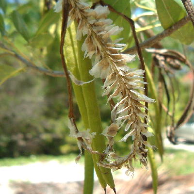 Seeds