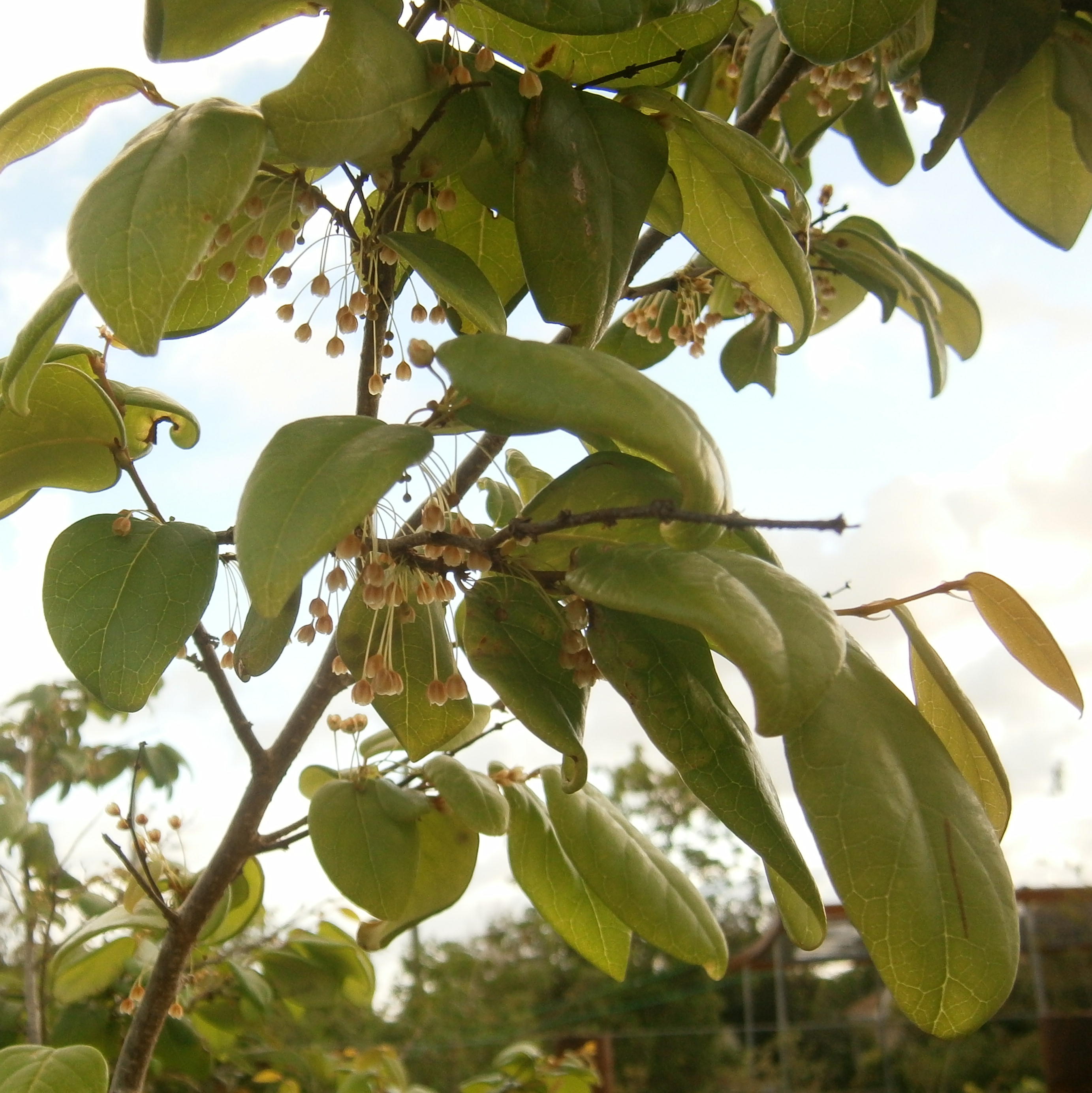 Phyllanthus griesbachianus