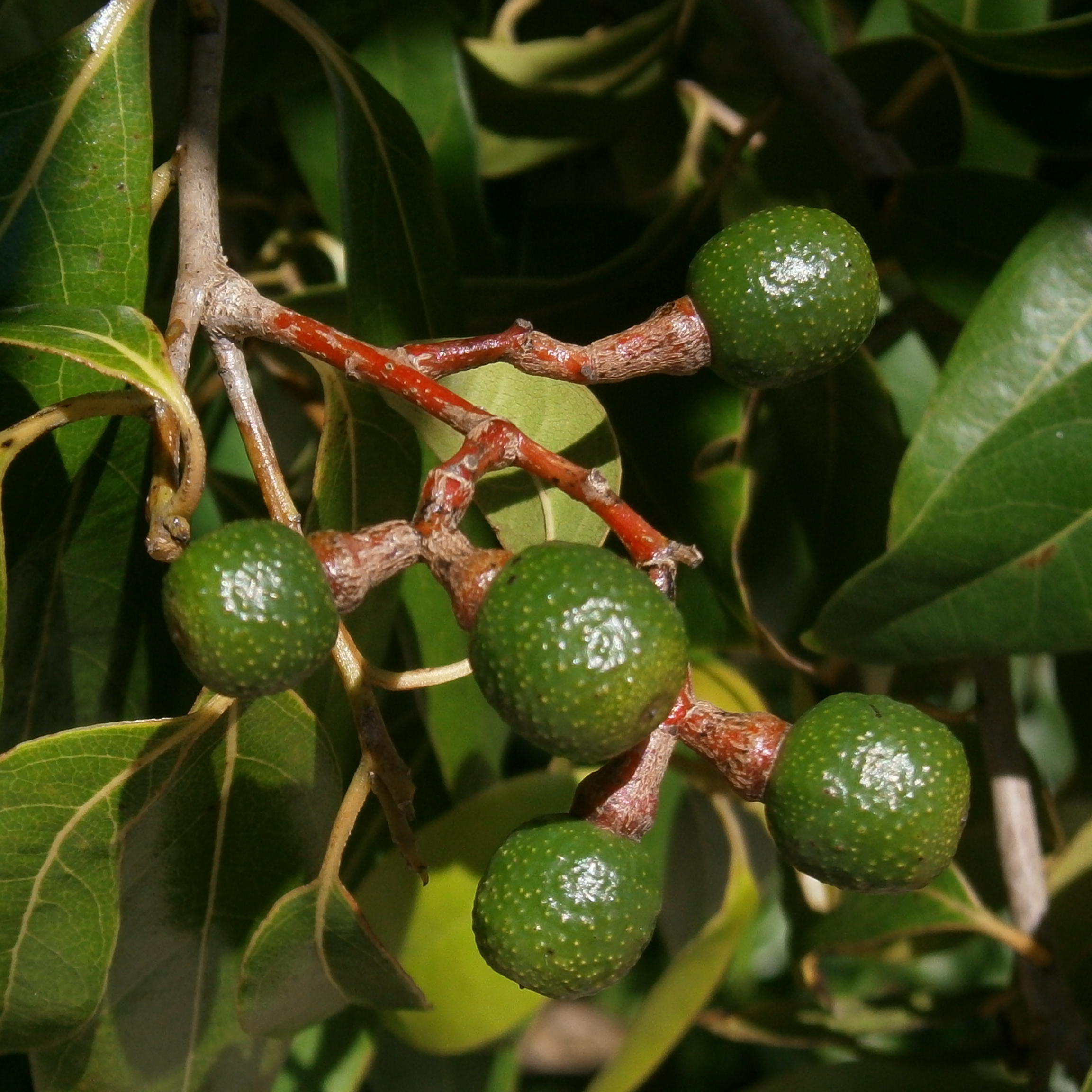 Fruit