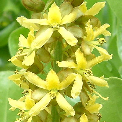 Inflorescence acute at the apex