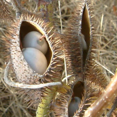 Caesalpinia bonduc Grey Fruits
