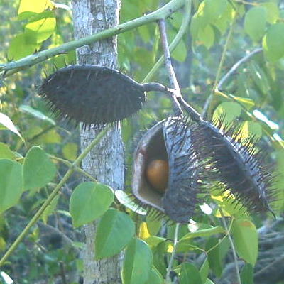 Caesalpinia intermedia  "Yellow Nickel"Yellow Fruits