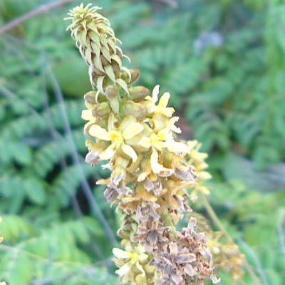 Inflorescence obtuse at the apex.  Stamen shorter than the petals