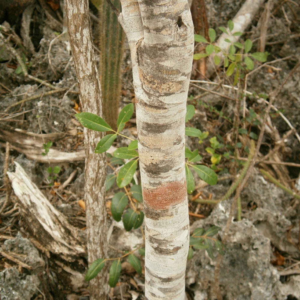 Badiera propinqua bark