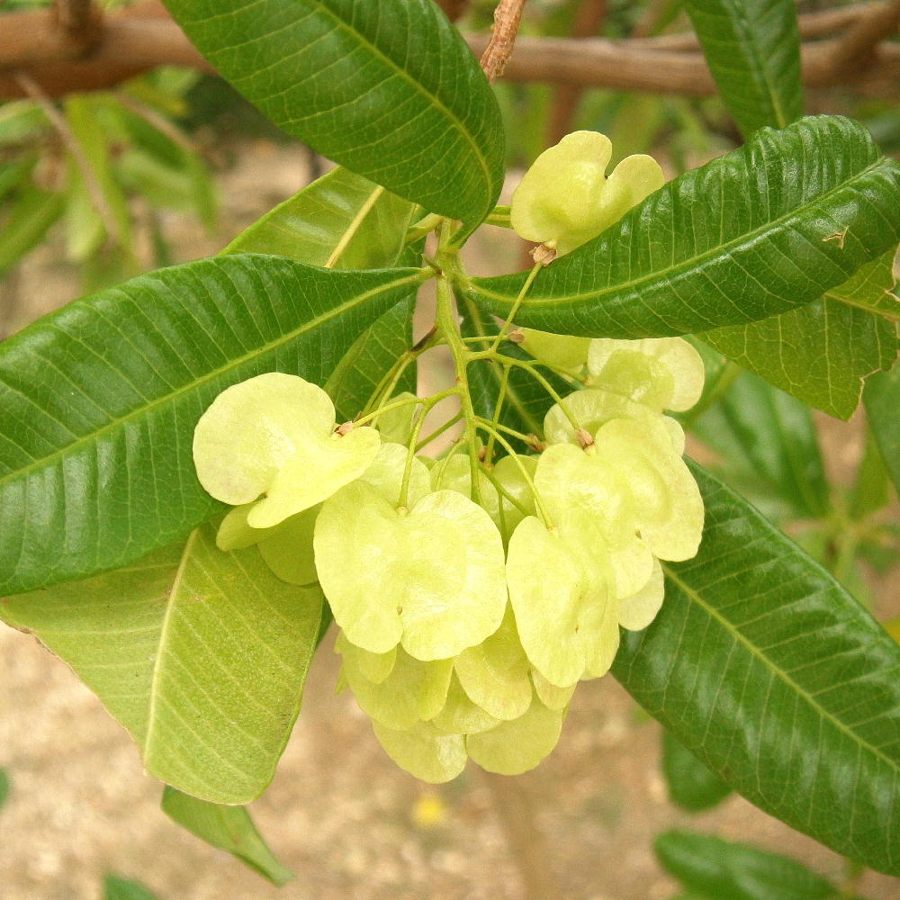 Unripen fruits