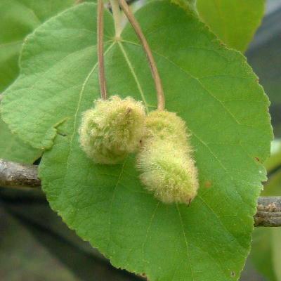 Unique screw-like  fruit